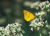 Alfalfa Herb Extract
