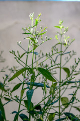 Andrographis Leaf Extract