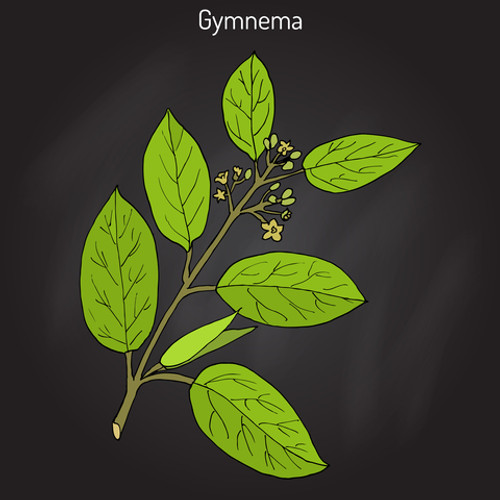 Gymnema Leaf Extract