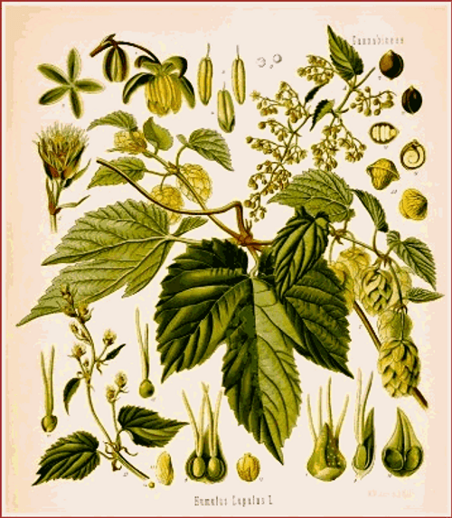 Hops Flower Extract