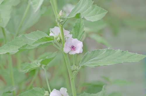 Marshmallow Leaf Extract