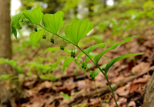 Solomon's Seal Root Extract