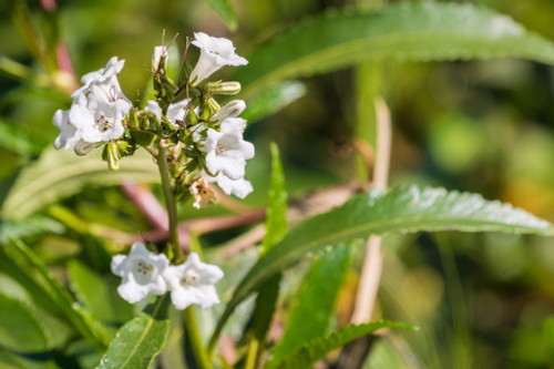 Yerba Santa Leaf Extract