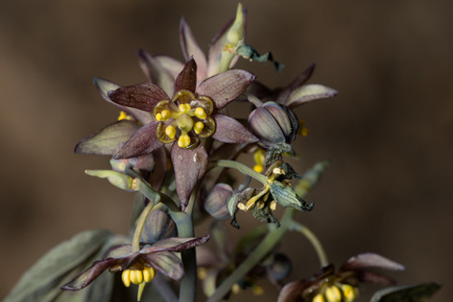 Blue Cohosh Root Extract