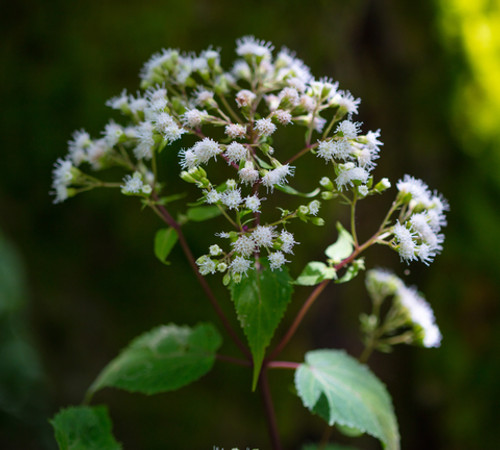 Boneset Herb Extract