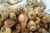 Maca Root Extract Maca Root Extract