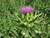 Milk Thistle Seed Extract Milk Thistle Seed Extract