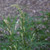 Mugwort Herb Extract Mugwort Herb Extract
