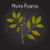 Muira Pauma Bark Extract
