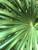 Saw Palmetto Berry Extract