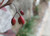 Schisandra Berry Extract
