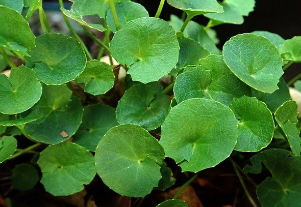 Gotu Kola Herb Extract