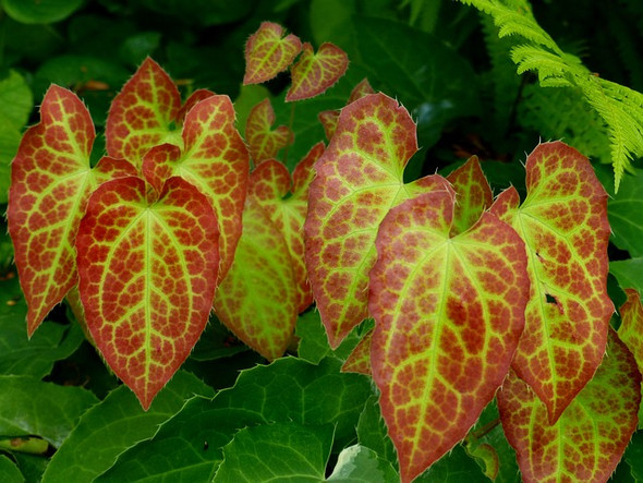 Horny Goat Weed (Epimedium) Herb Extract