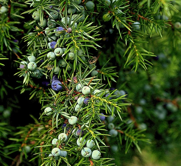 Juniper Berry Extract
