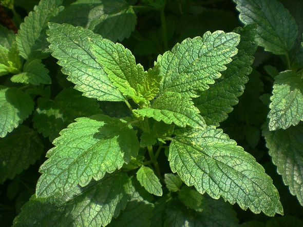 Lemon Balm (Melissa) Herb Extract