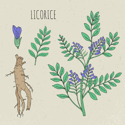 Licorice Root Extract