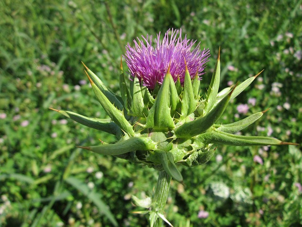 Milk Thistle Seed Extract
