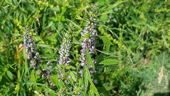 Motherwort Herb Extract