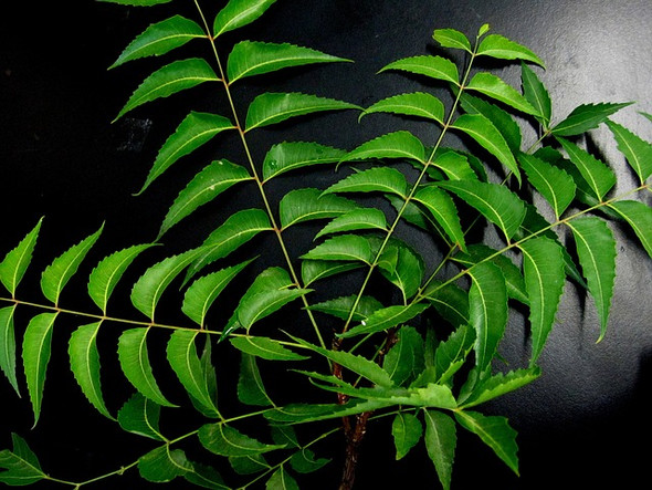 Neem Leaf Extract
