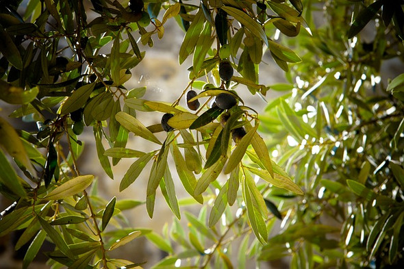 Olive Leaf Extract