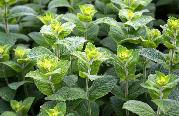 Peppermint Leaf Extract
