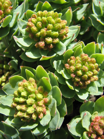 Rhodiola rosea Root Extract