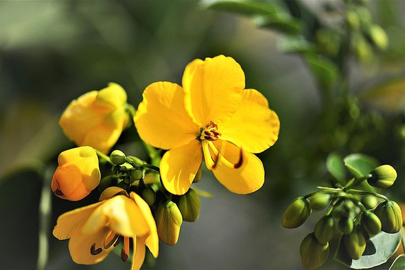 Senna Leaf Extract
