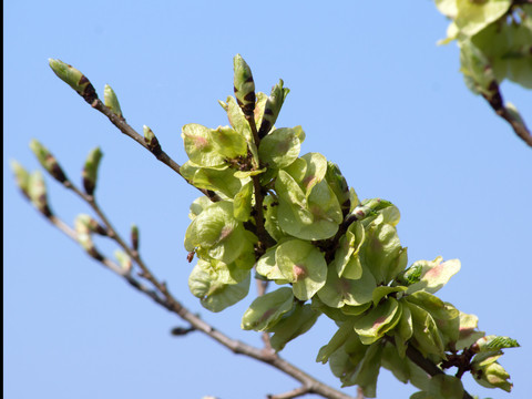 Slippery Elm Bark Extract