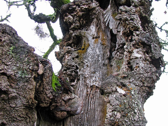 White Oak Bark Extract