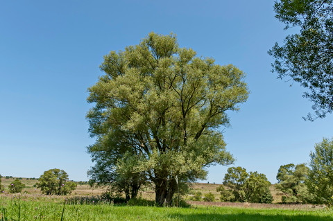 White Willow Bark Extract
