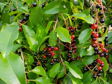 Wild Cherry Bark Extract