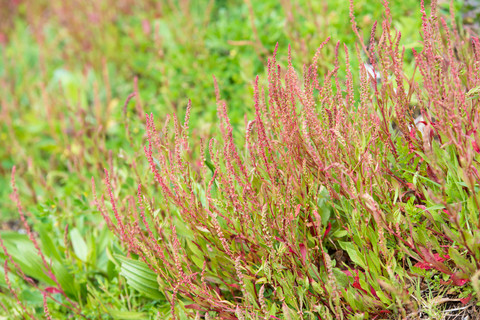 Yellow Dock Root Extract