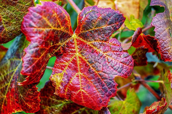 Red Vine Leaf Herb Extract
