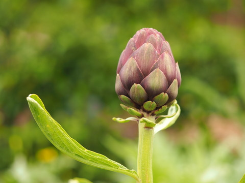 Artichoke Leaf Extract