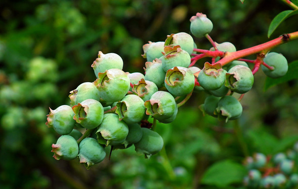 Bilberry Leaf Extract