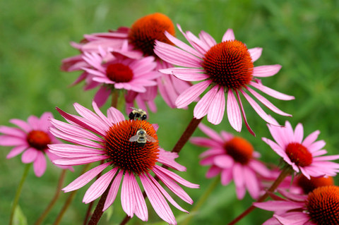 Echinacea purpurea Herb Extract