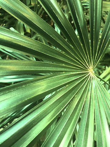 Saw Palmetto Berry Extract