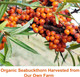 SeaBuckWonders, Organic Himalayan Sea Buckthorn Berry Oil, 1,000 mg, 1.76 fl oz (52 ml)