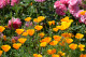 California Poppy Herb Extract