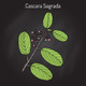 Cascara sagrada Bark Extract