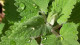 Catnip Herb Extract