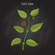 Cat's Claw Bark Extract