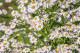Chamomile Flower Extract