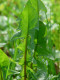 Dandelion Leaf Extract