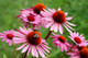 Echinacea angustifolia Root Extract