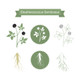 Eleuthero Root Extract
