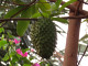 Graviola Leaf Extract