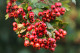 Hawthorn Berry Extract