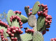 Nopal Cactus Extract