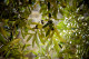 Olive Leaf Extract